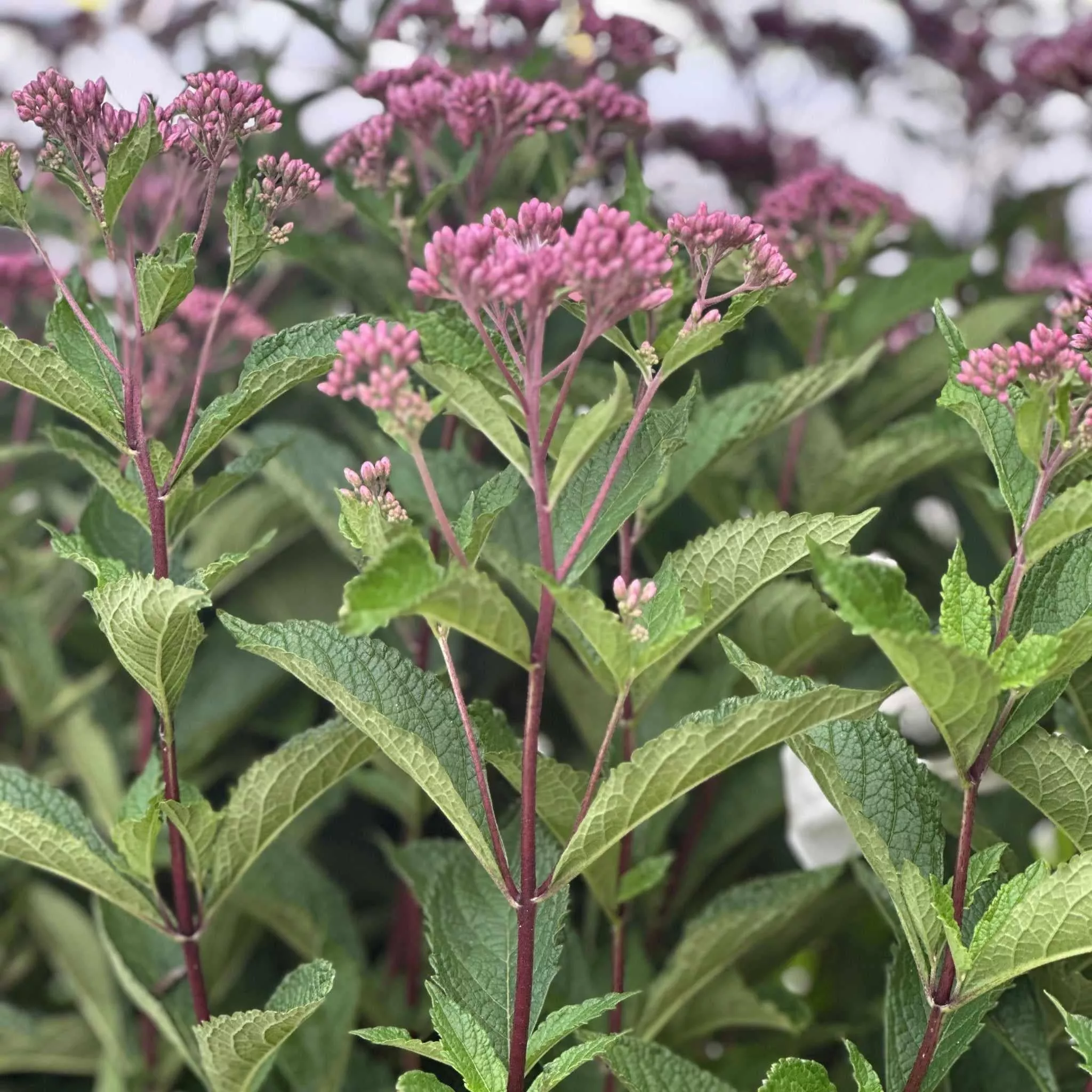 Little Pye Joe Pye Weed