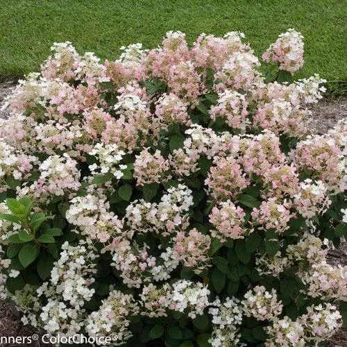 Little Quick Fire Hydrangea