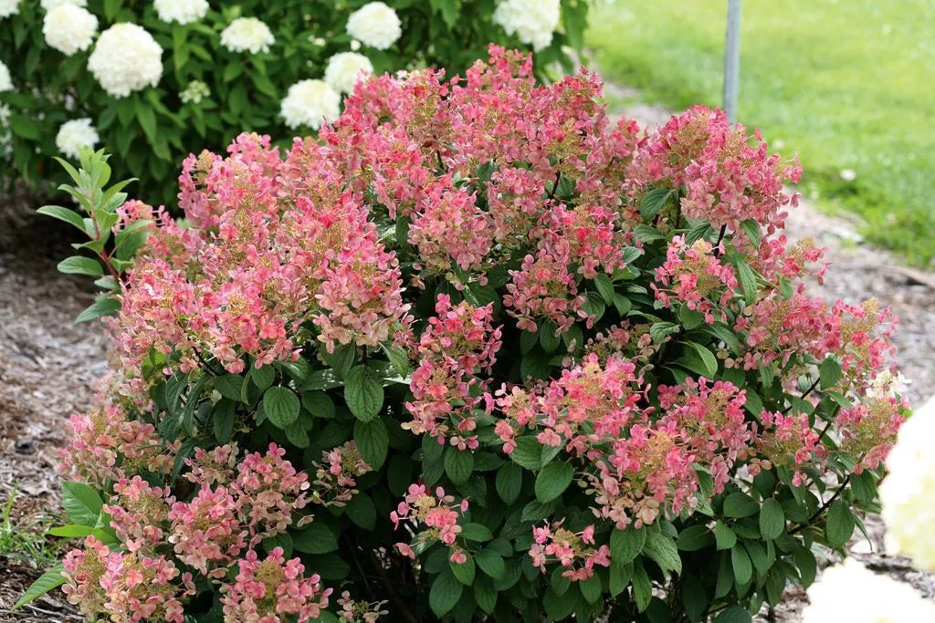 Little Quick Fire Panicle Hydrangea