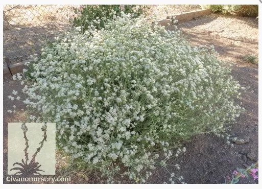 Little Rascal Buckwheat, Eriogonum