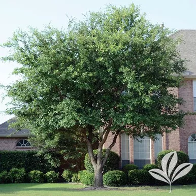 Live Oak / Multi-Trunk