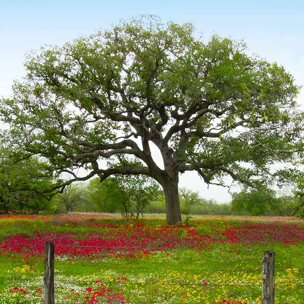 Live Oak Tree