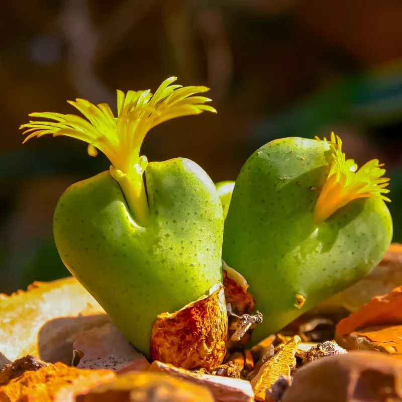 Living Pebble Succulent Seeds (Conophytum bilobum) Miniature succulent forming paired pebble-like leaves; perfect for collectors, rock gardens, and container growing