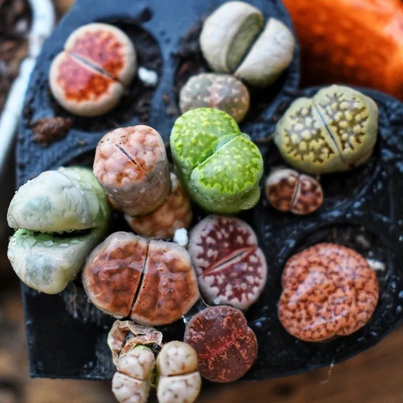 Living Stones Species Mix Seeds (Lithops spp.) – Assorted Lithops varieties that mimic pebbles. Excellent for small pots, terrariums, and low-water gardens.