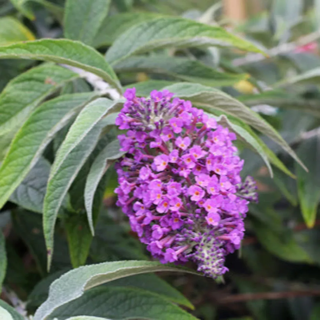 Lo & Behold 'Purple Haze' Butterfly Bush Buddleia