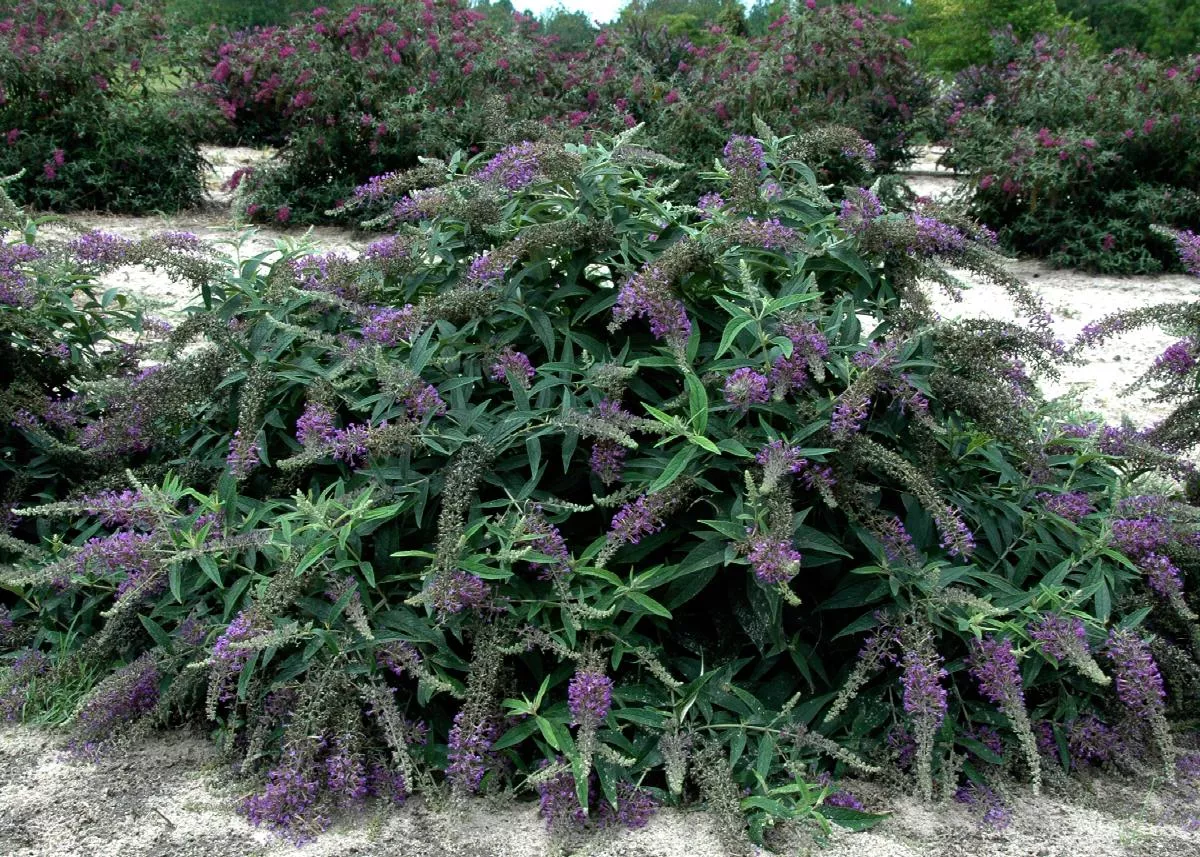 Lo & Behold Purple Haze Butterfly Bush