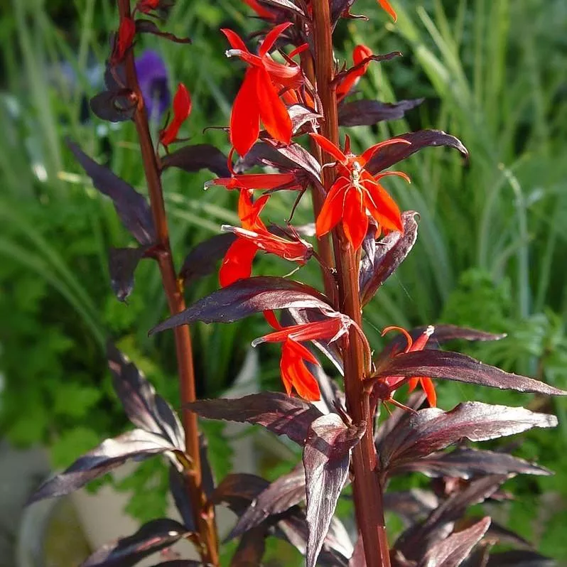 Lobelia cardinalis 'Black Truffle'- Black Truffle Cardinal Flower
