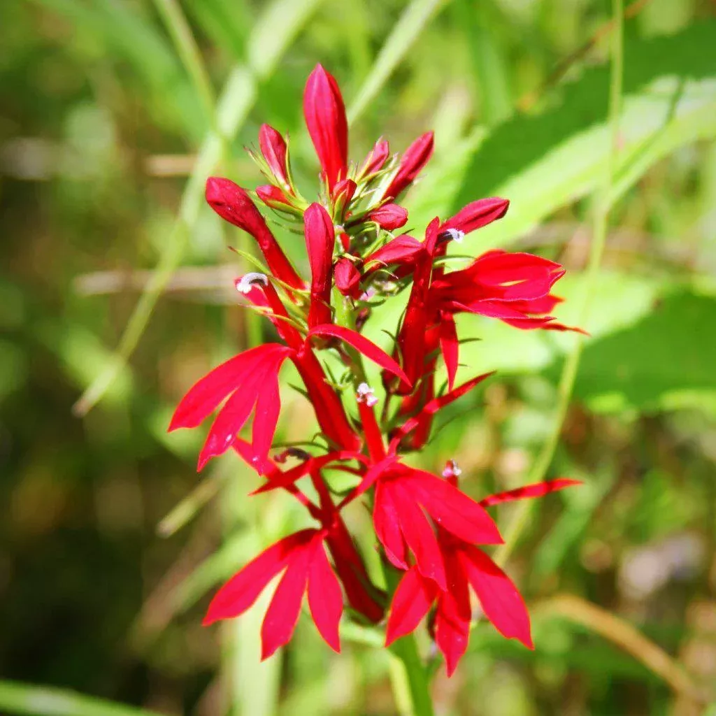 Lobelia cardinalis- Cardinal Flower