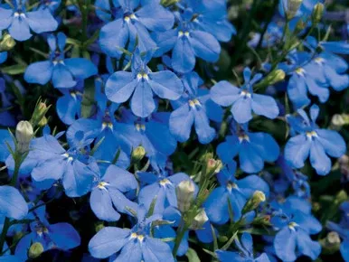 Lobelia erinus 'Laguna Dark Blue'