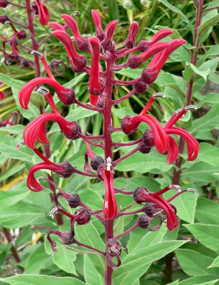 Lobelia tupa Seeds - Devil's Tobacco