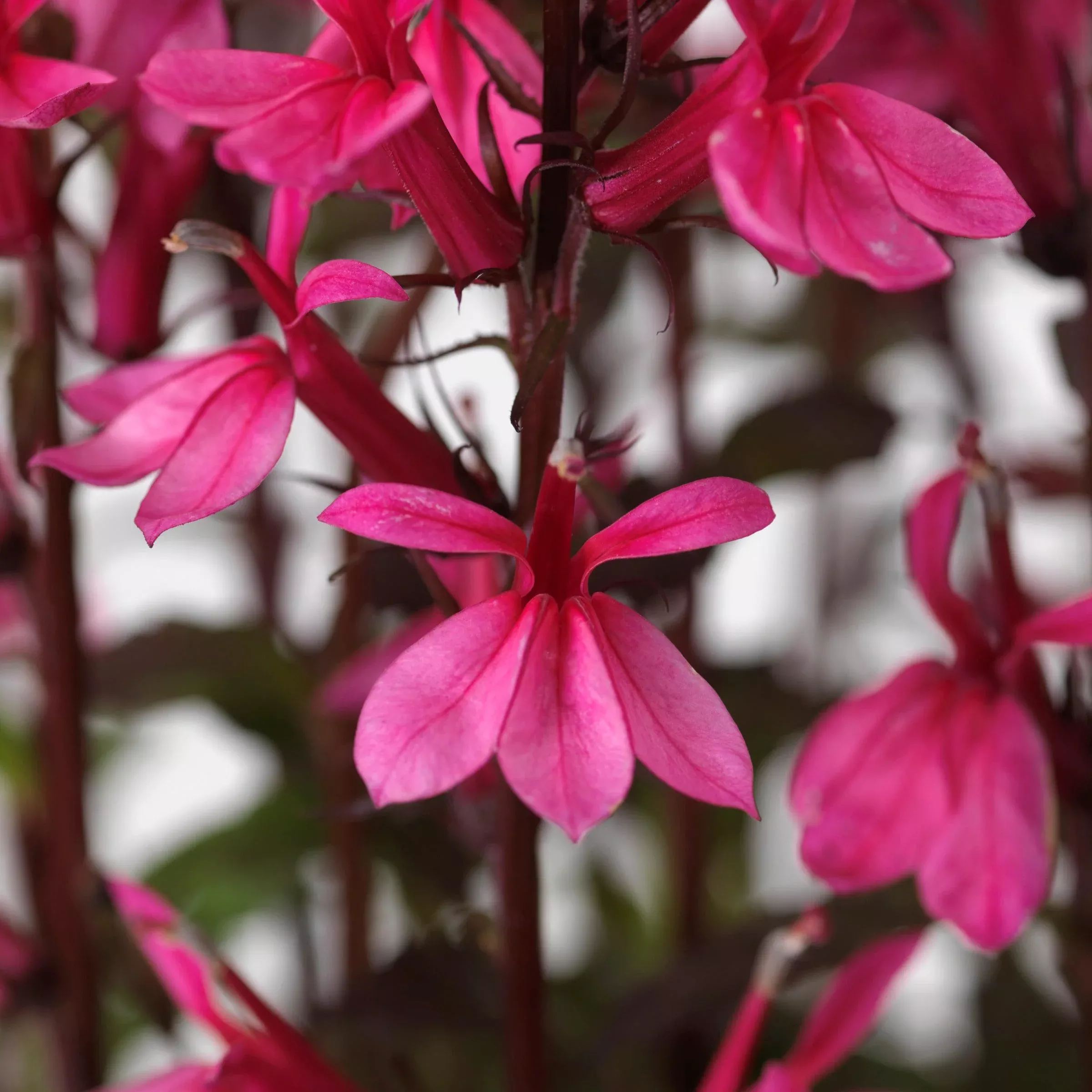 Lobelia x speciosa 'PAS1302714'- Starship™ Rose Cardinal Flower