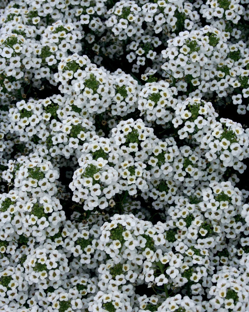 Lobularia hybrid 'Snow Princess'
