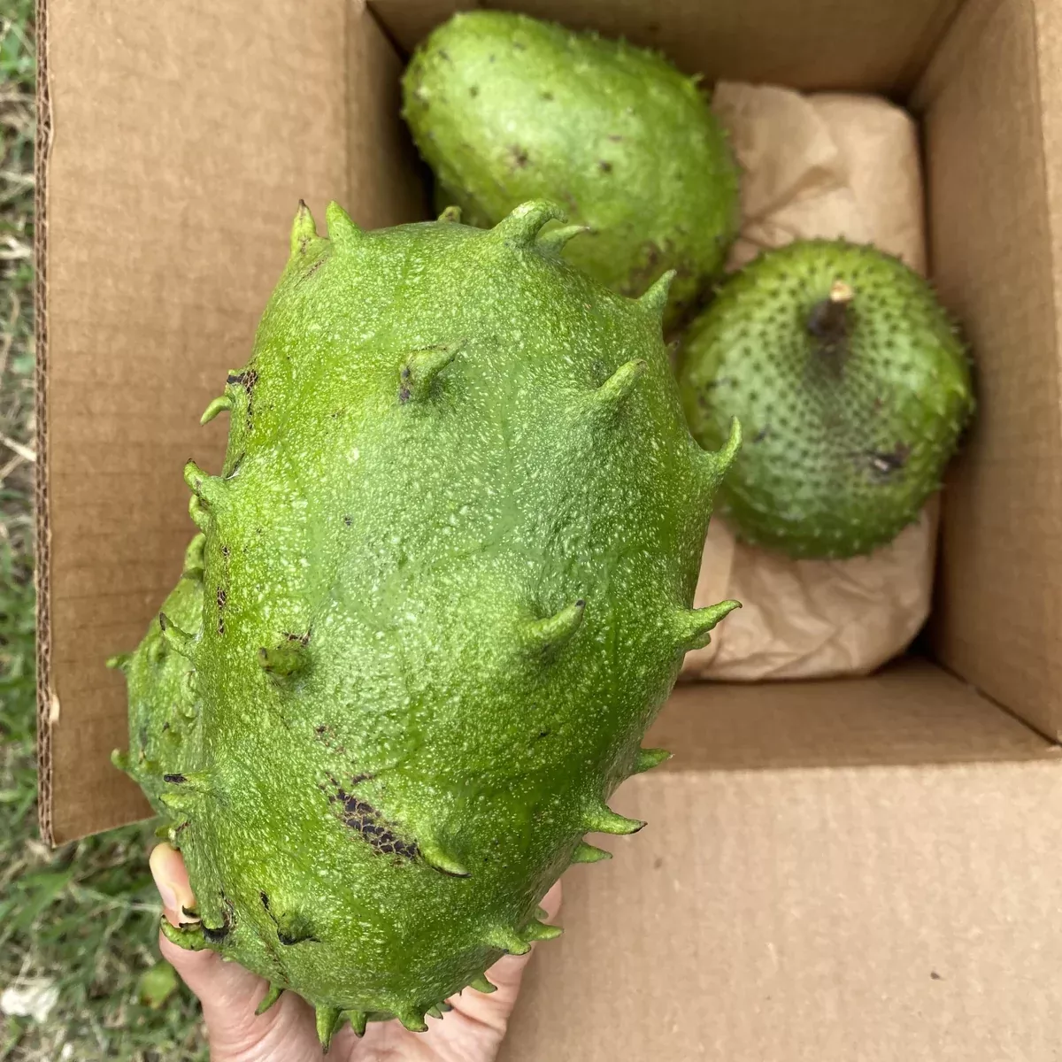 Locally Grown Miami Soursop (Guanabana) *Pre-Order*