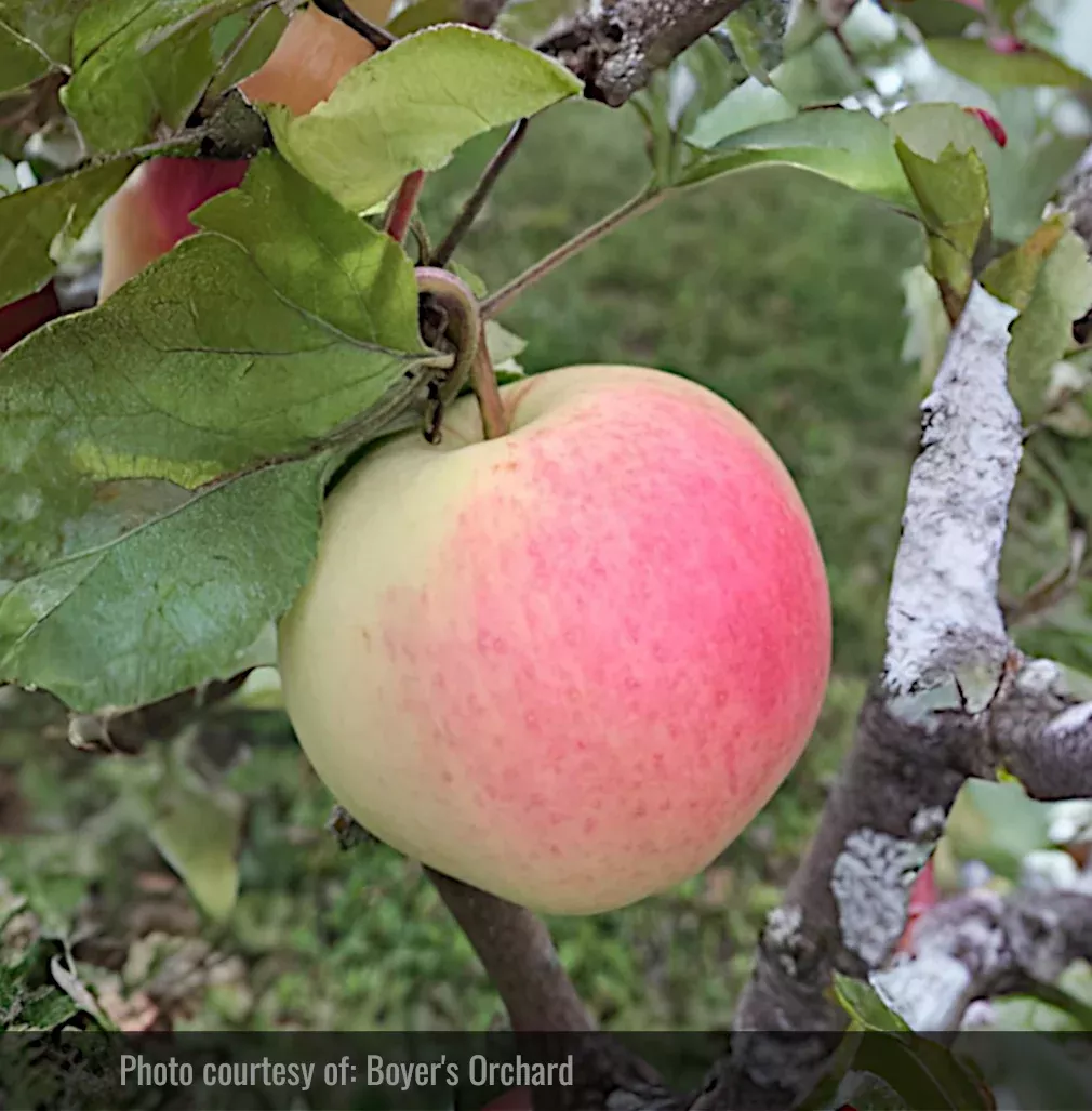 Lodi Apple Tree