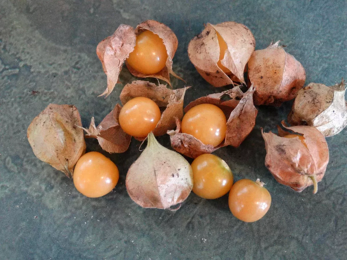 Loewen Family Ground Cherry