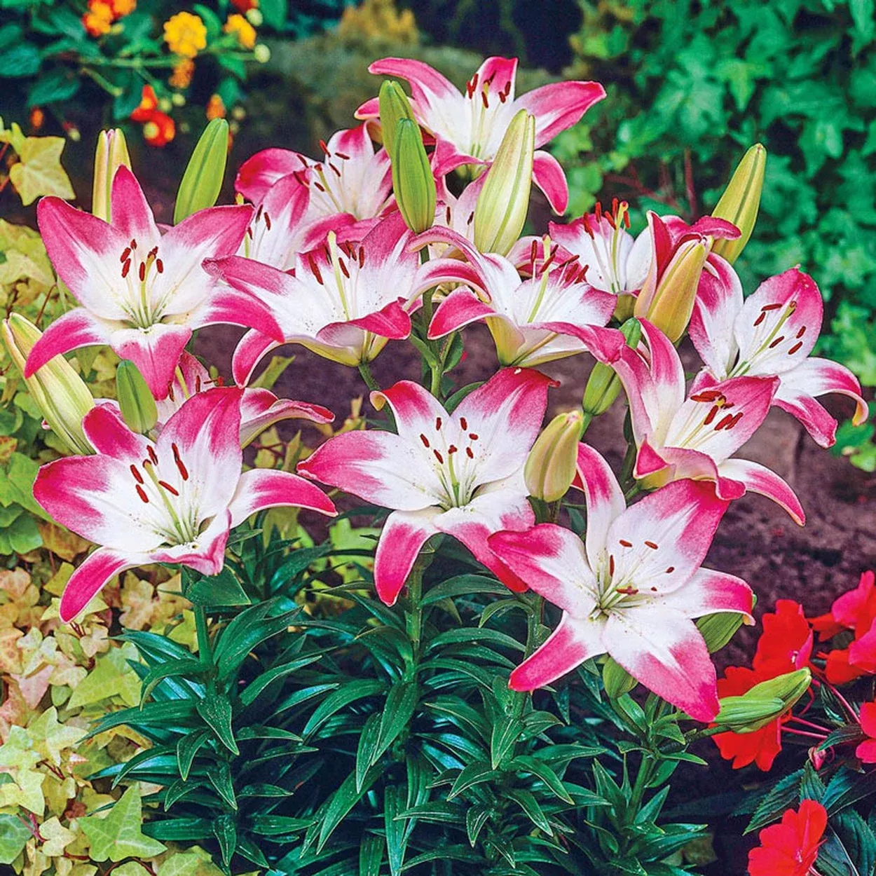 Lollypop Lily