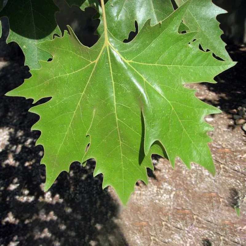 London Plane Tree