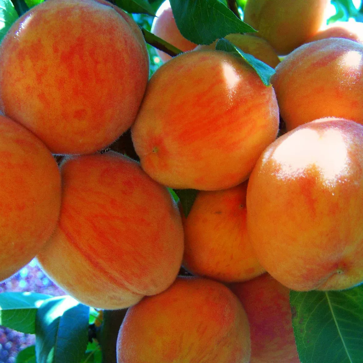 Long Beach Peach