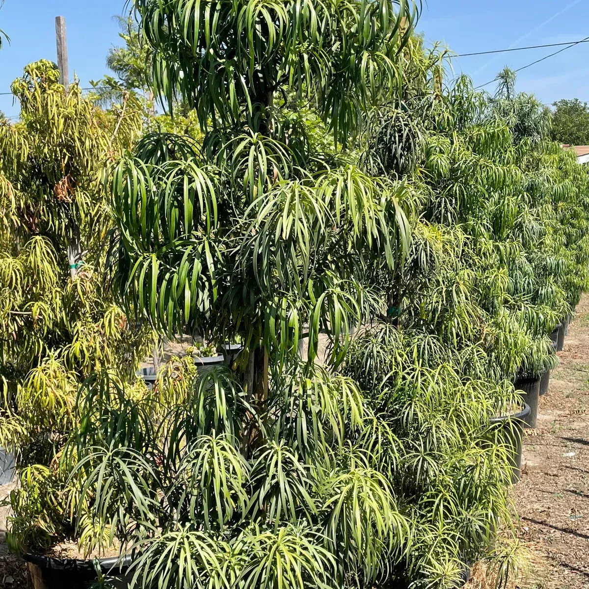 Long Leafed Yellowwood - Podocarpus henkelii
