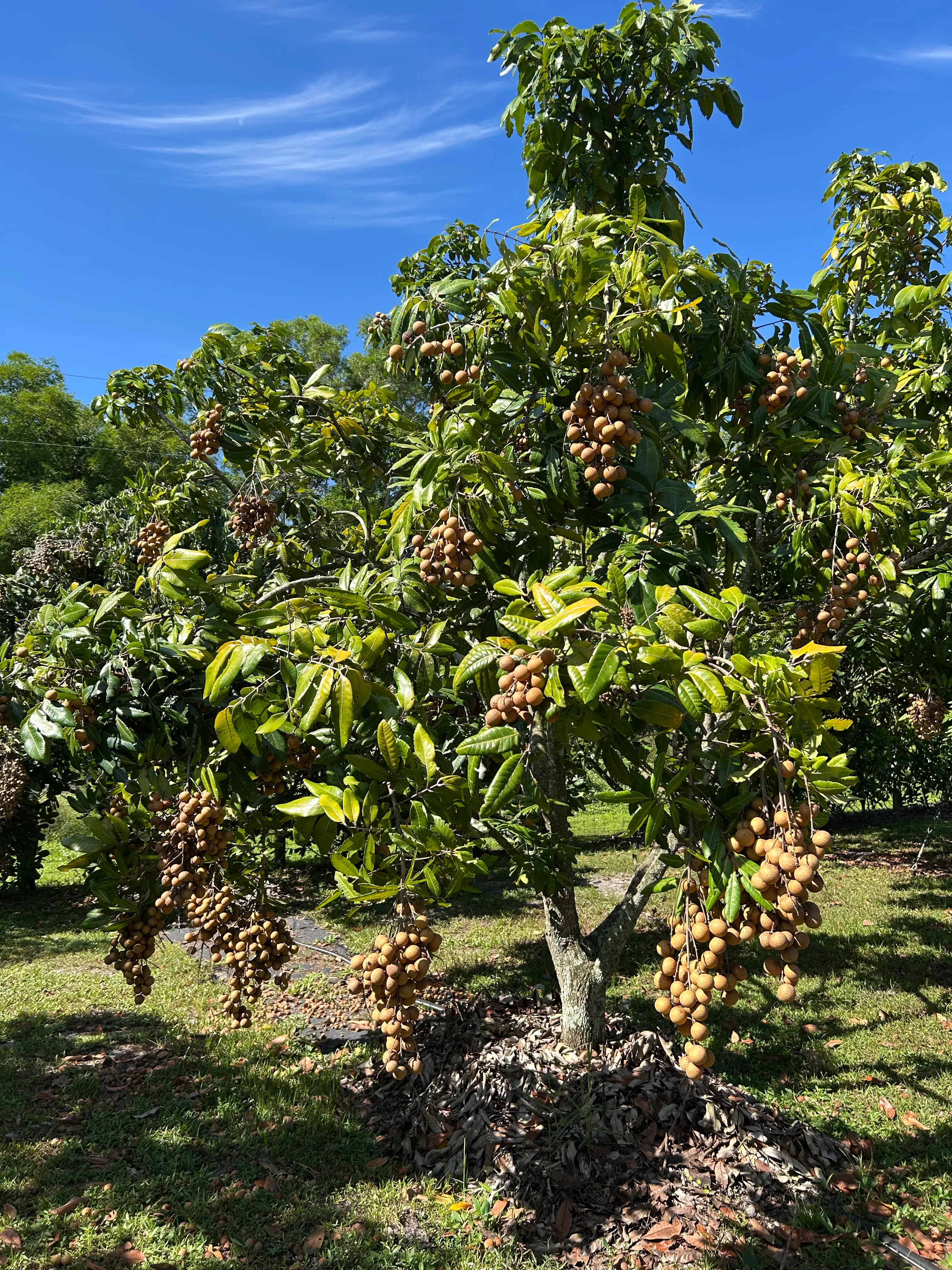 Longan Tree 'Big Jim'