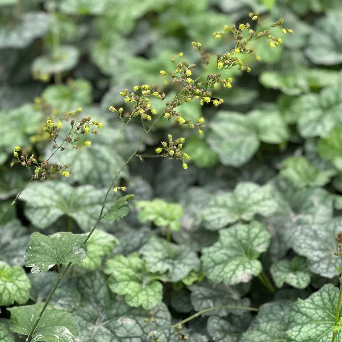 Longflower Alumroot