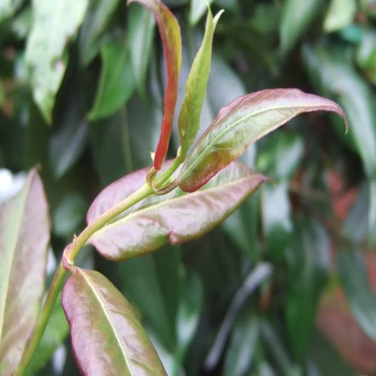 Lonicera henryi Copper BeautyHoneysuckle