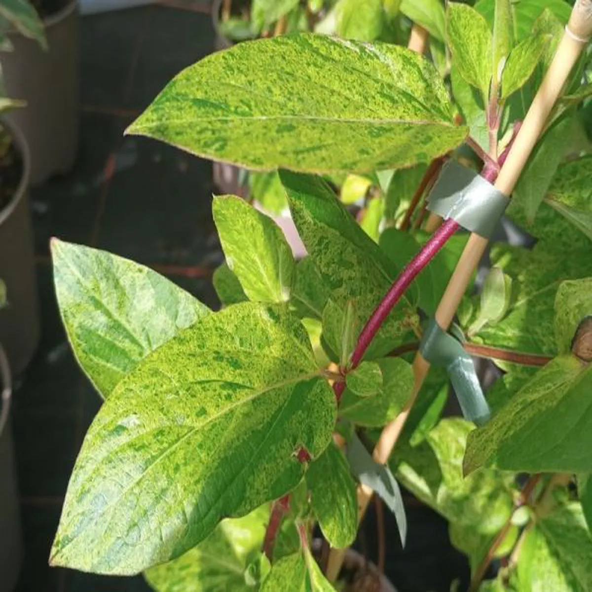 Lonicera japonica Mint CrispJapanese Honeysuckle