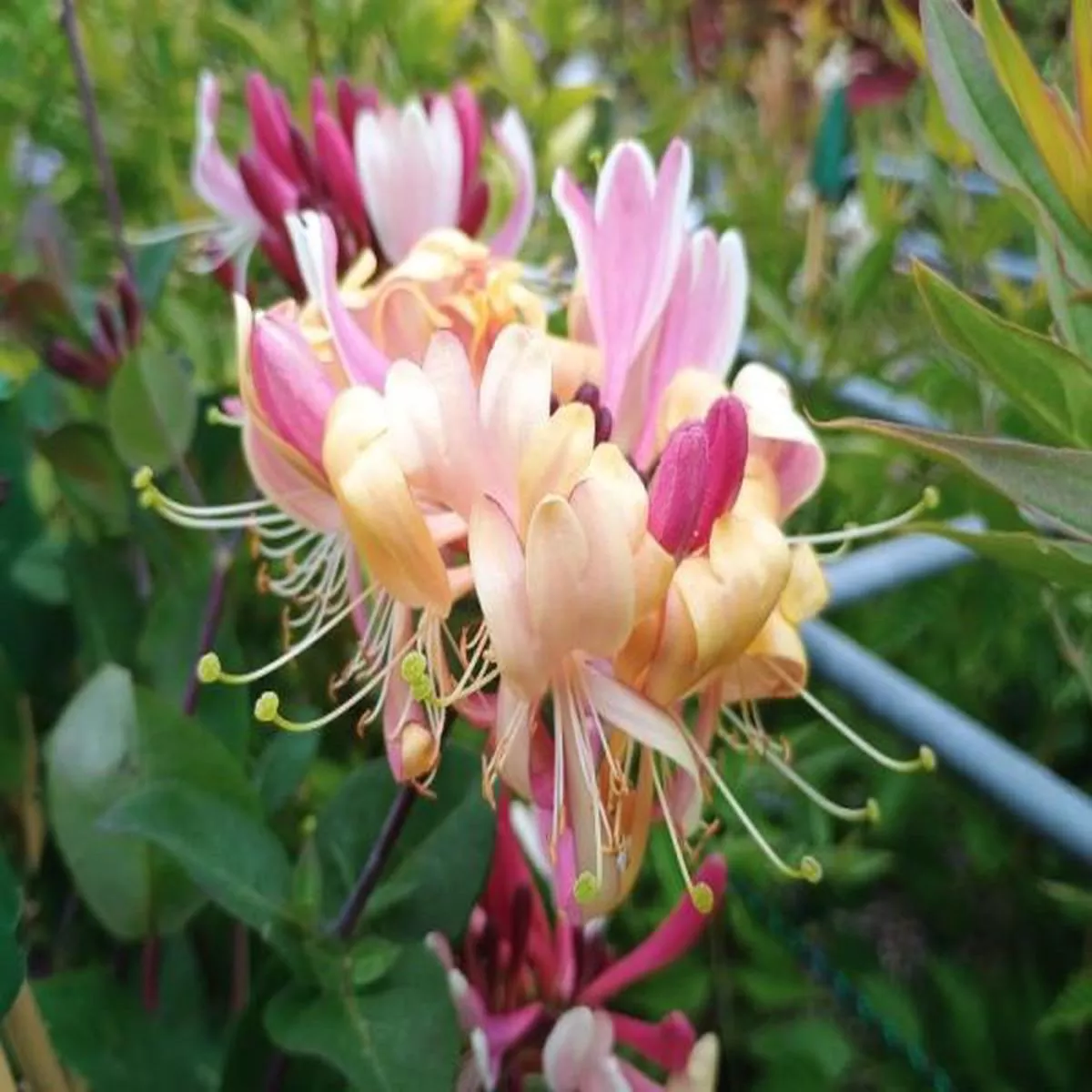 Lonicera periclymenum Rhubarb and CustardHoneysuckle