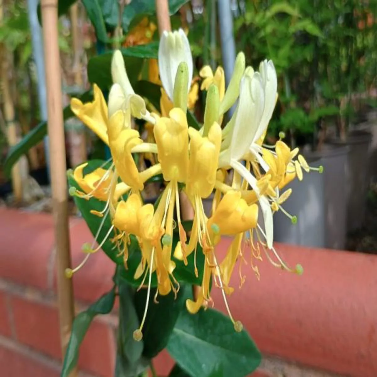 Lonicera pericylmenum ScentsationHoneysuckle