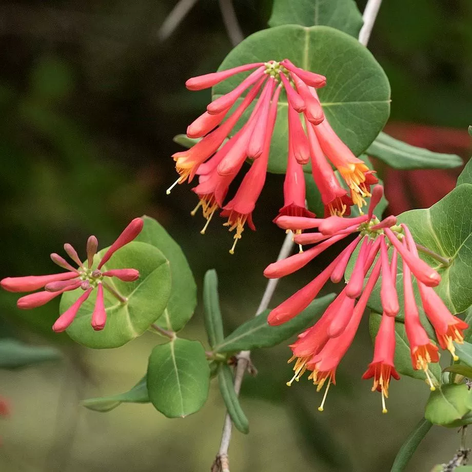Lonicera sempervirens 'Major Wheeler'- Major Wheeler Coral Honeysuckle