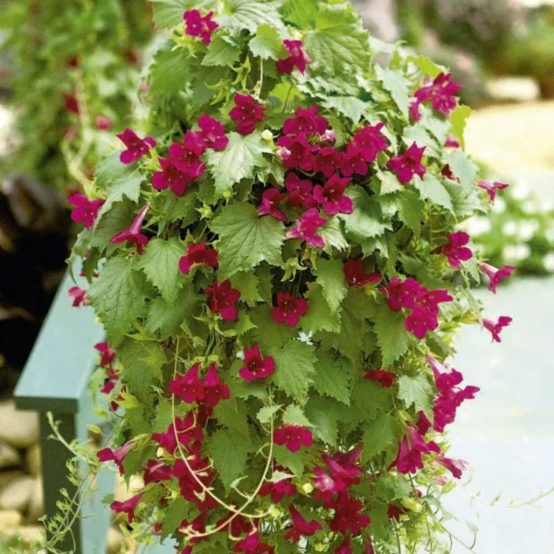 Lophospermum Lofos Wine Red Plant Plug (Lophospermum hybrid 'Lofos Wine Red') – Trailing Vine with Rich Red Blooms for Baskets and Trellises