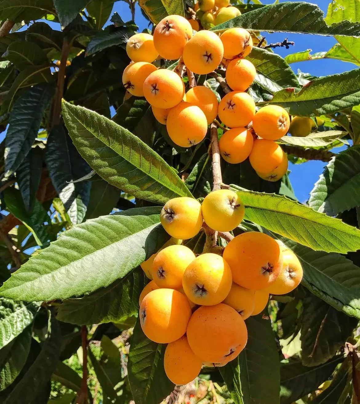 Loquat Tree 'Golden Nugget'