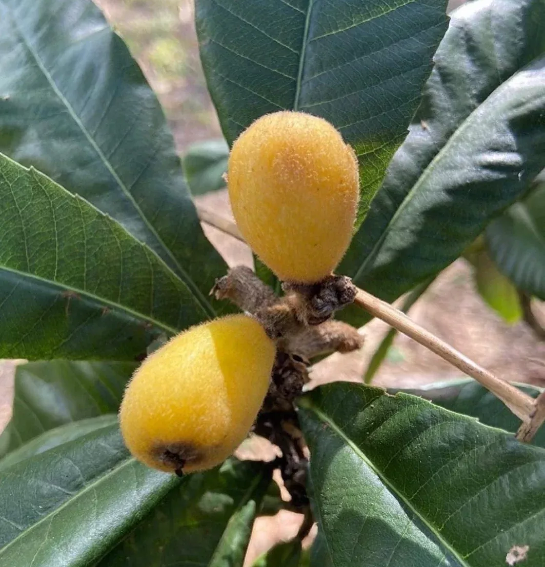 Loquat Tree 'Sherry'