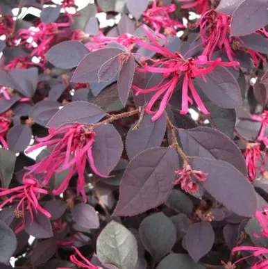 Loropetalum 'Cherry Blast'#3