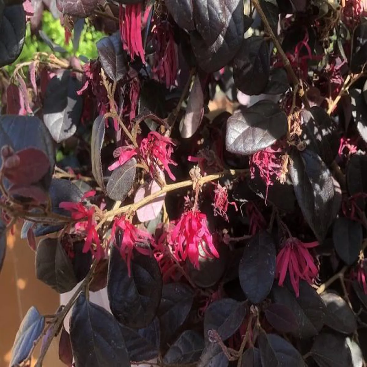 Loropetalum chinensis RubrumChinese Witch Hazel