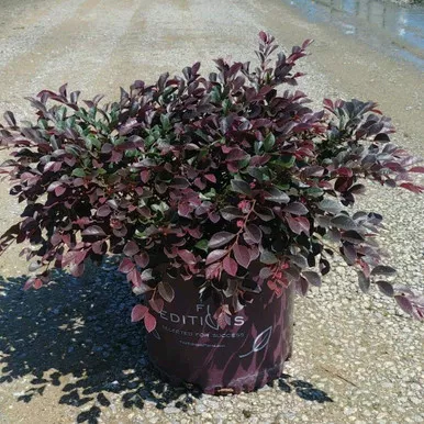 Loropetalum Crimson Fire™ 8 IN