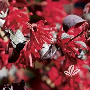 Loropetalum 'Ever Red' 2 Gallon