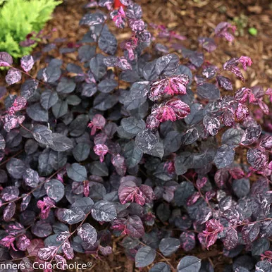 Loropetalum Jazz Hands Variegated #3