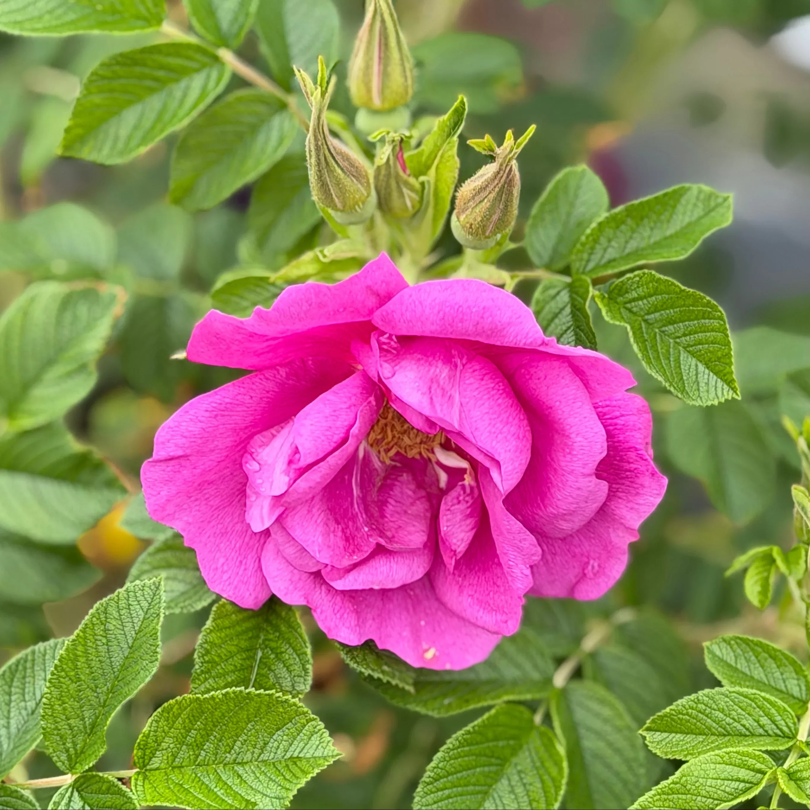 Lotty's Love Rose