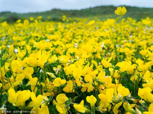 Lotus corniculatus