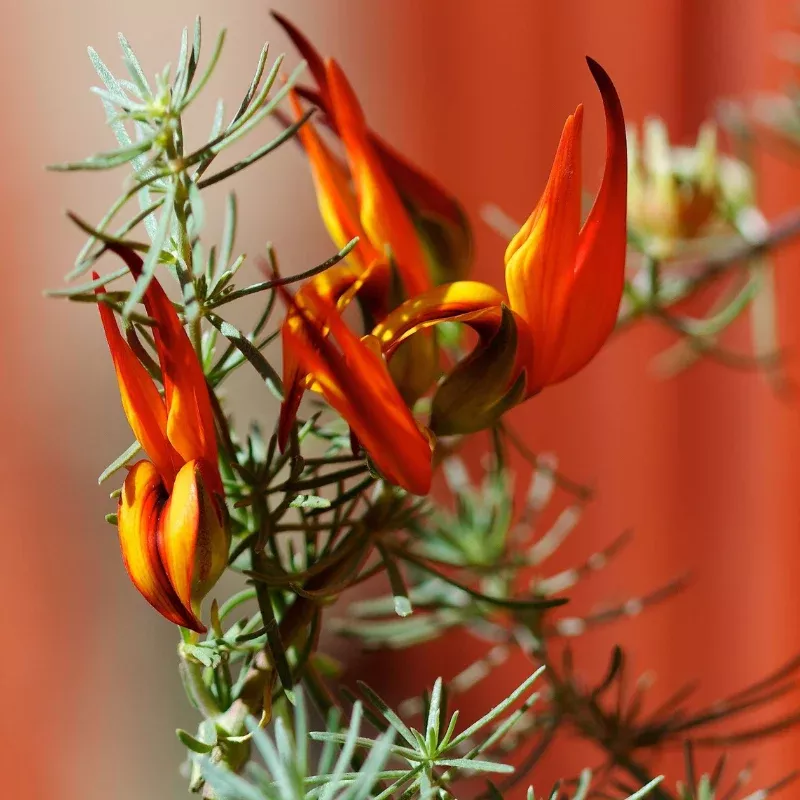 Lotus Vine Parrot's Beak Plant Plug (Lotus berthelotii 'Parrot's Beak') – Exotic red flowers – Cascading beauty for containers.