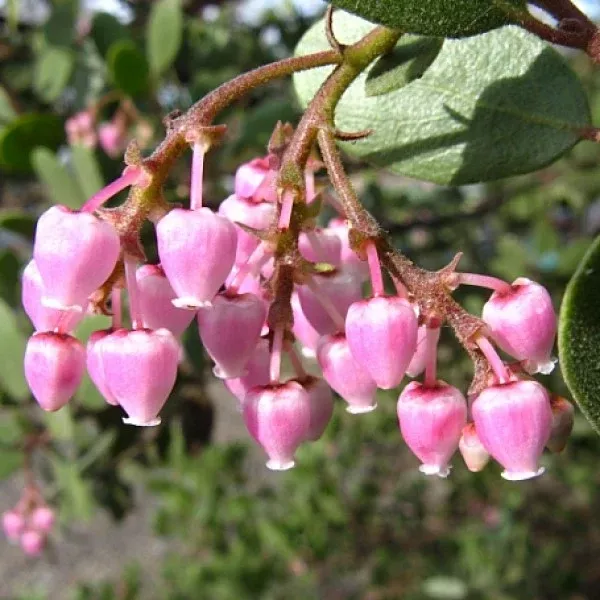 Louis Edmunds Manzanita