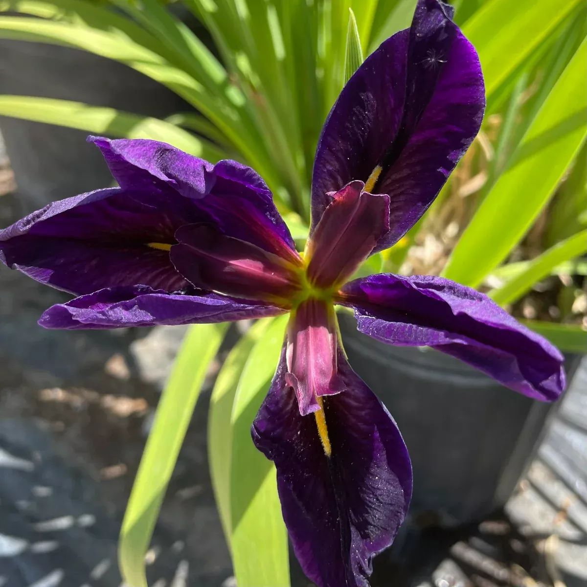Louisiana Iris