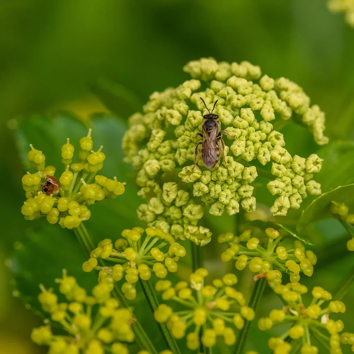 Lovage, Black aka Alexanders (Smyrnium olusatrum)