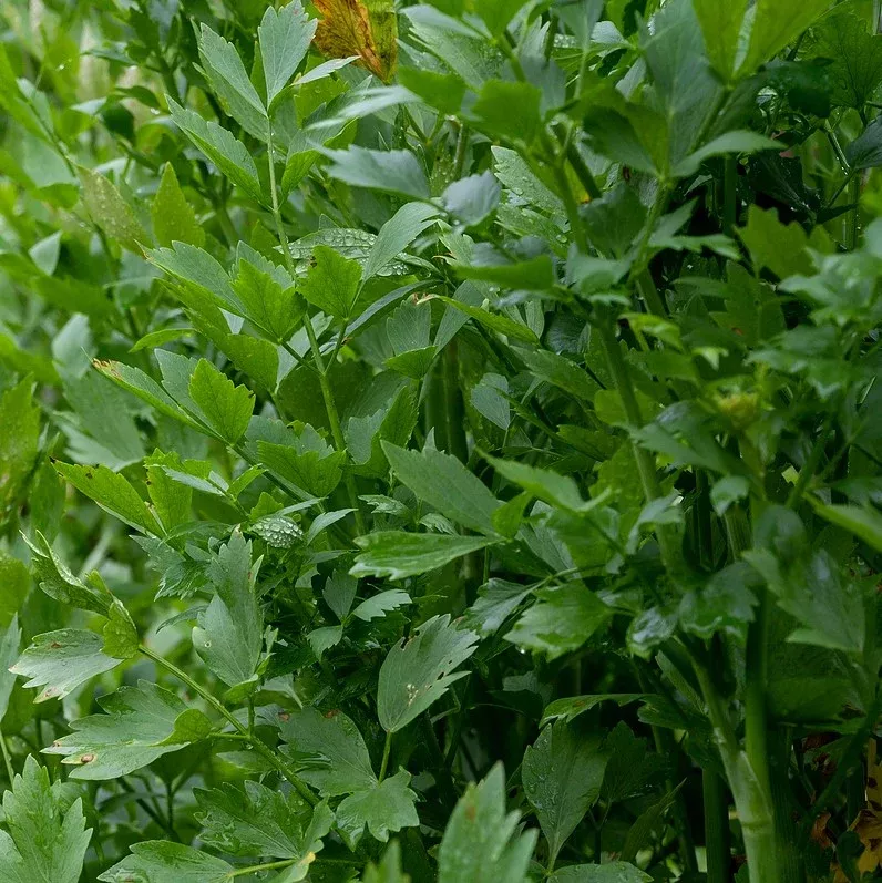 Lovage