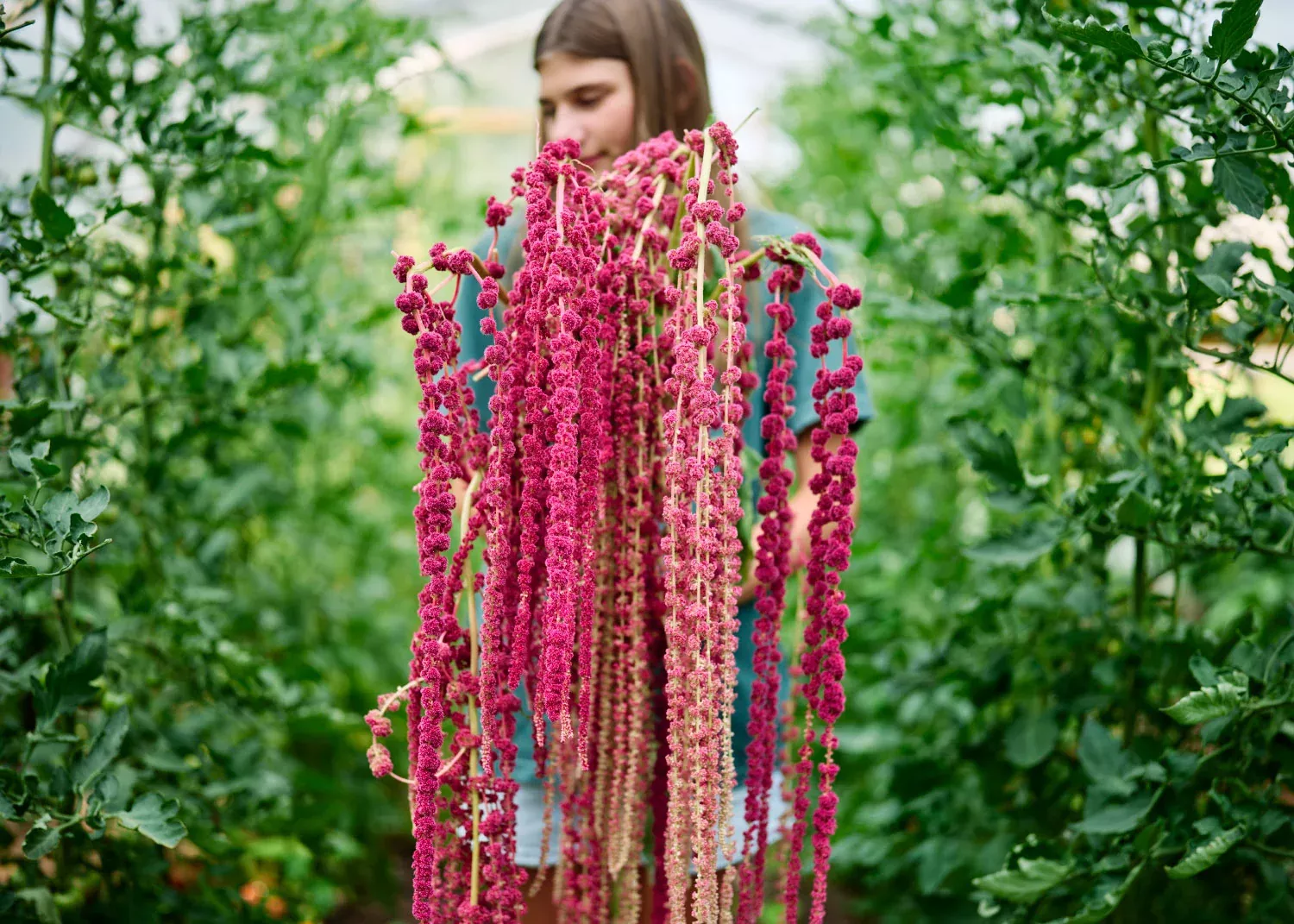 Love-Lies-Bleeding- Amaranth Seeds