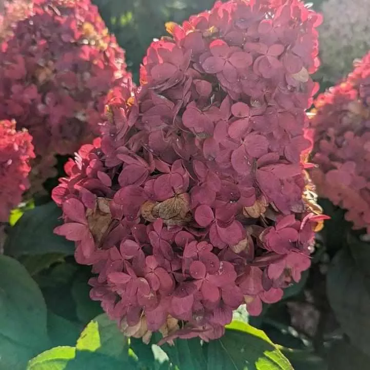Love-A-Lot Pink Hydrangea