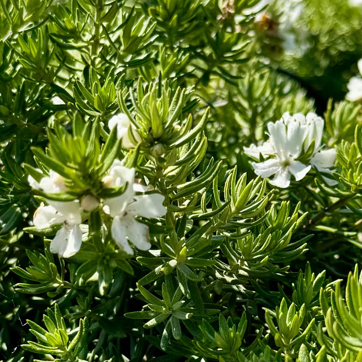 Low Horizon Westringia