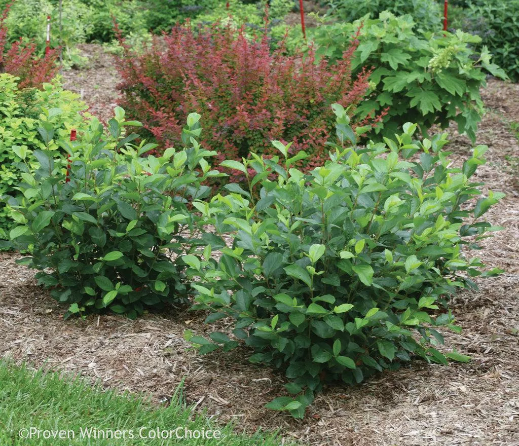 Low Scape Hedger Aronia