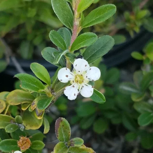 Lowfast Cotoneaster